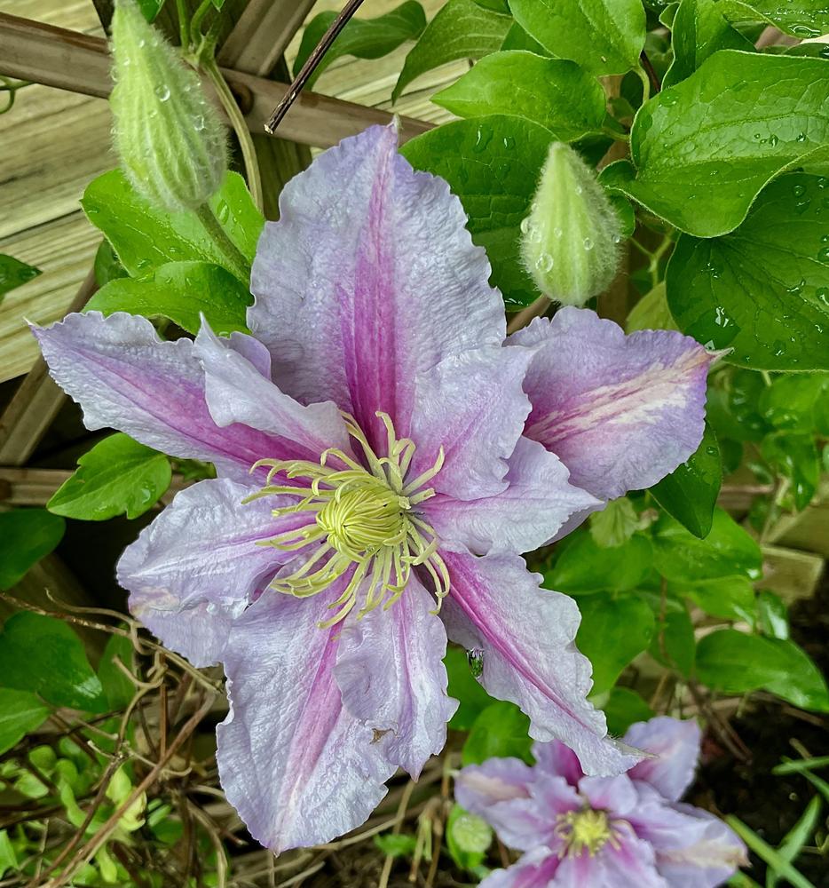 Photo of Clematis 'Piilu' uploaded by floota