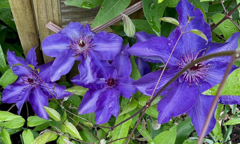 Photo of Clematis 'The President' uploaded by floota