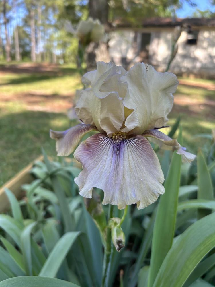 Photo of Tall Bearded Iris (Iris 'Thornbird') uploaded by mariemoye