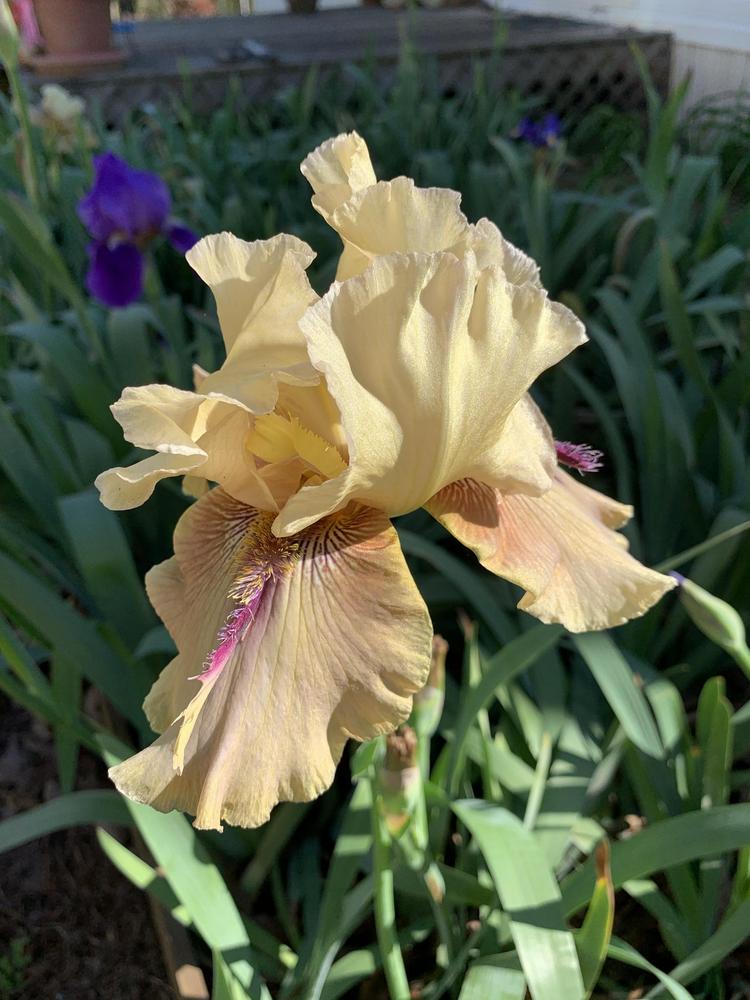 Photo of Tall Bearded Iris (Iris 'Thornbird') uploaded by mariemoye