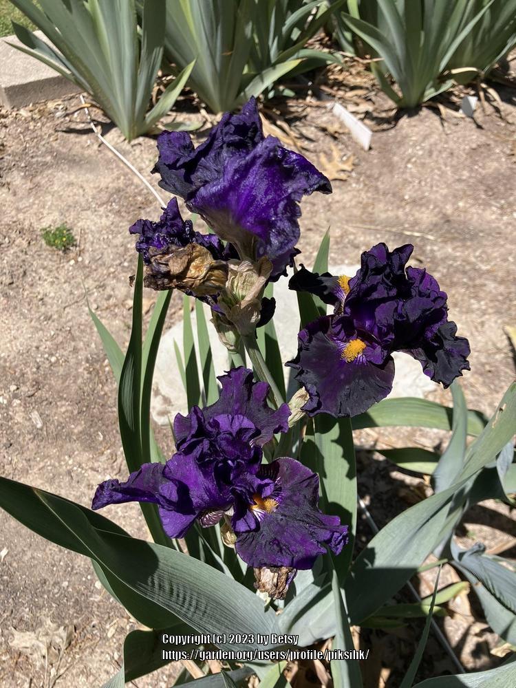 Photo of Border Bearded Iris (Iris 'Lady of the Night') uploaded by piksihk