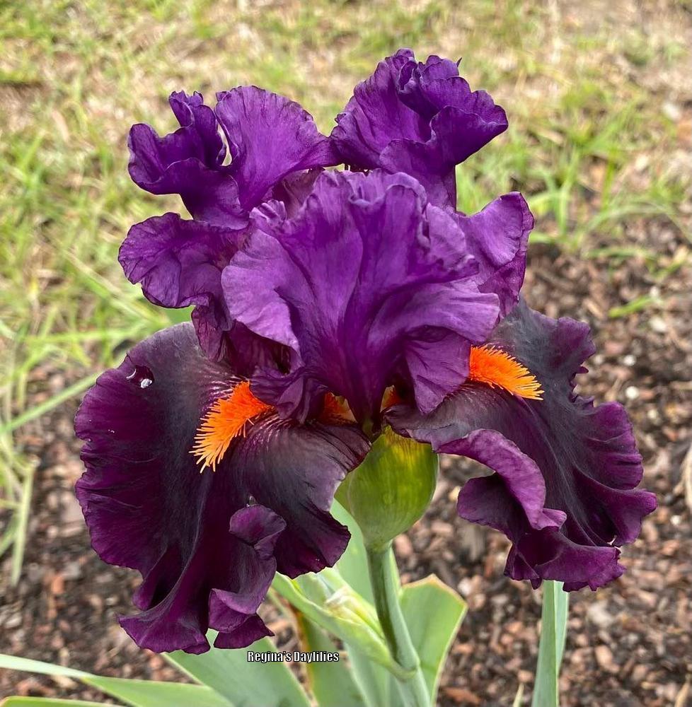 Photo of Tall Bearded Iris (Iris 'Sharp Dressed Man') uploaded by scflowers