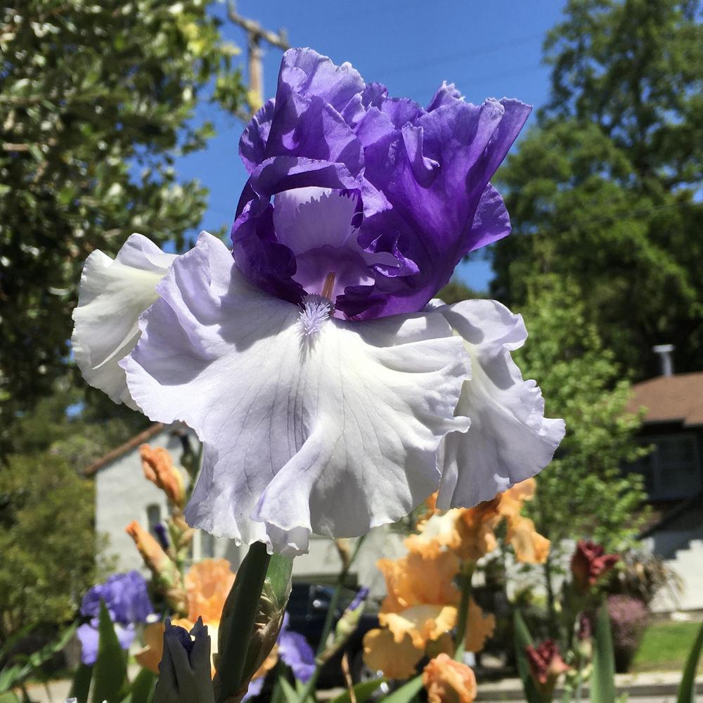 Photo of Tall Bearded Iris (Iris 'Crowned Heads') uploaded by Neela