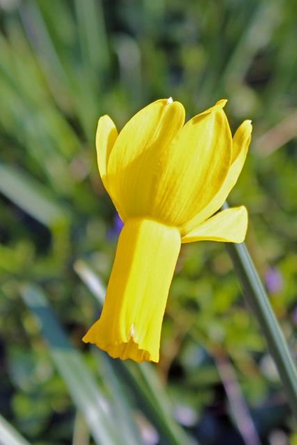 Photo of Cyclamen Daffodil (Narcissus cyclamineus) uploaded by RuuddeBlock