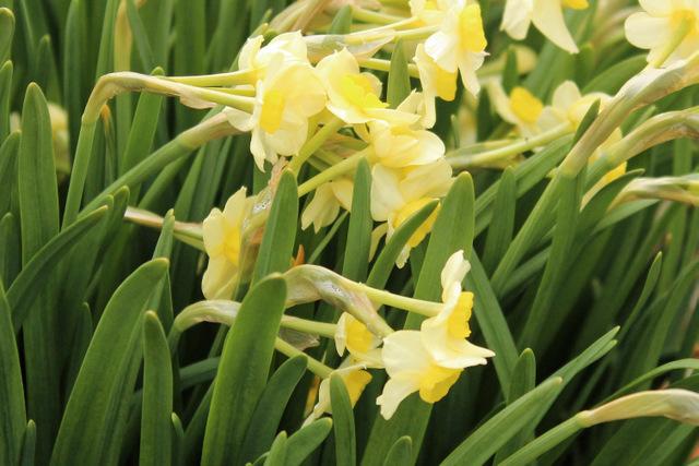 Photo of Tazetta Daffodil (Narcissus 'Minnow') uploaded by RuuddeBlock