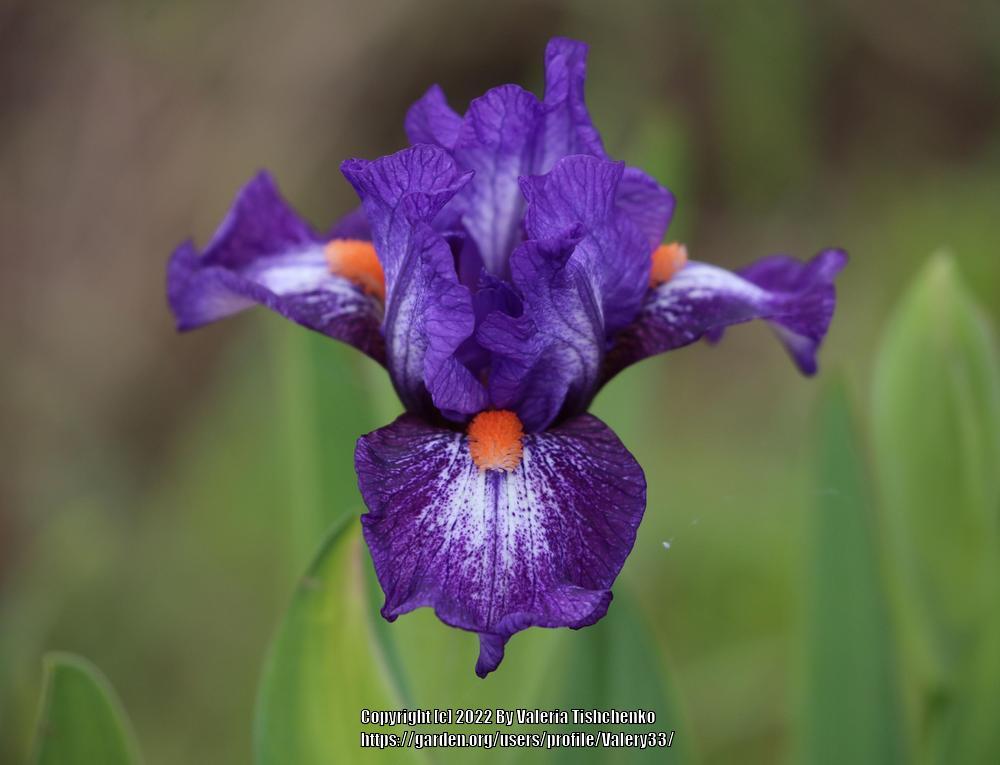 Photo of Standard Dwarf Bearded Iris (Iris 'Electrifying') uploaded by Valery33