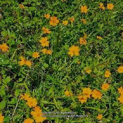 Location: Southern Pines, NC
Date: May 1, 2023
Earred Coreopsis #135; RAB page 1122, 179-69-8. AG page 28, 55-55