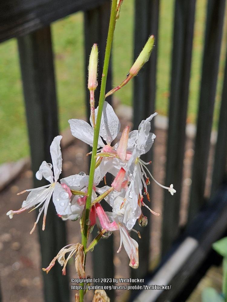 Photo of Appleblossom Grass (Oenothera lindheimeri) uploaded by WebTucker