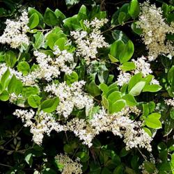 Location: Southern Pines, NC
Date: May 1, 2023
Japanese privet #161 nn; RAB page 831, 153-5-2. AG page 337, 65-4