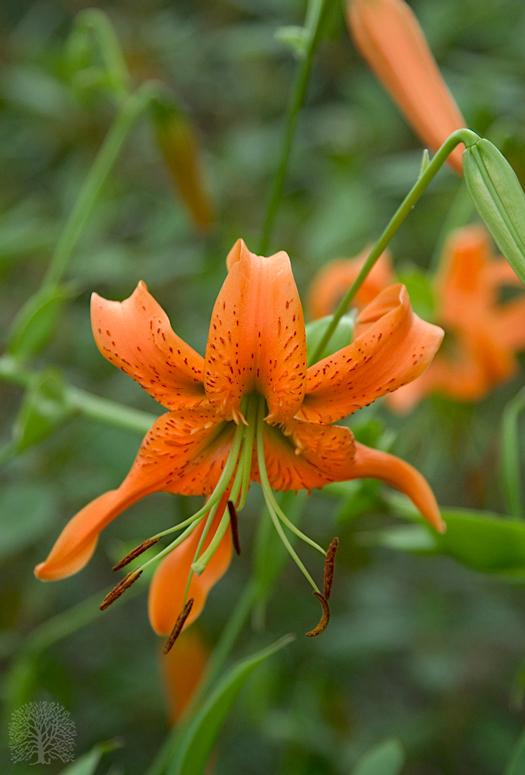 Photo of Henry's Lily (Lilium henryi) uploaded by scvirginia