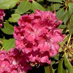 Location: Clement Gray Bowers Rhododendron Collection, Cornell University, Ithaca, New York
Date: 06/02/2003
photo by Cornell Plantations via Cornell University Library's eCo