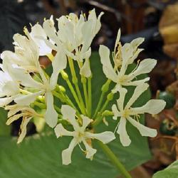 Location: Nationale Plantentuin Meise (Botanical Garden near Brussels)
Date: 2016-04-11
Proiphys amboinensis (L.) Herb. - Brisbane lelie - BG Meise