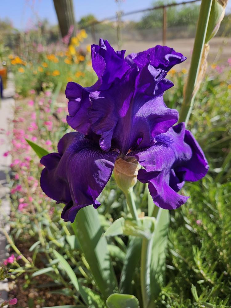 Photo of Tall Bearded Iris (Iris 'Titan's Glory') uploaded by azcowgirl
