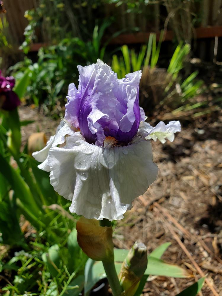 Photo of Tall Bearded Iris (Iris 'Frontline') uploaded by jigs1968