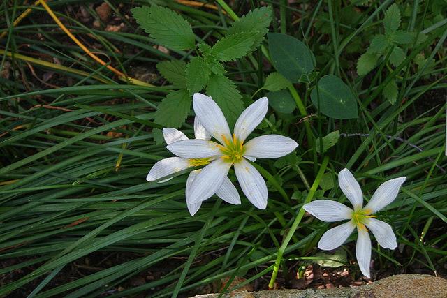 Photo of Rain Lily (Zephyranthes candida) uploaded by RuuddeBlock