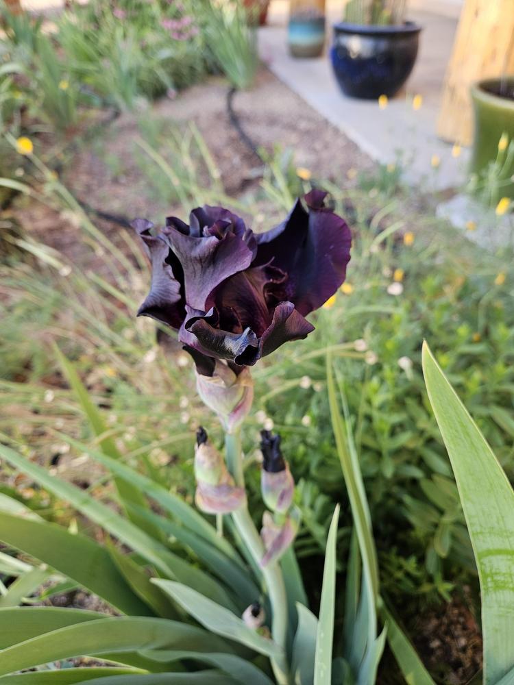 Photo of Irises (Iris) uploaded by azcowgirl