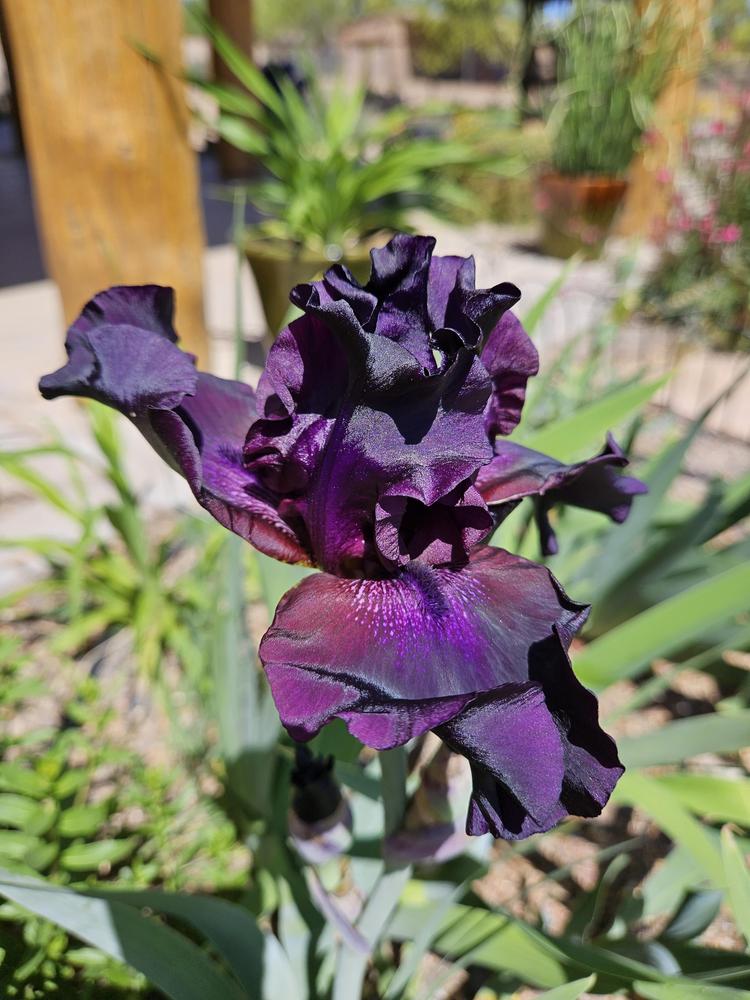 Photo of Irises (Iris) uploaded by azcowgirl