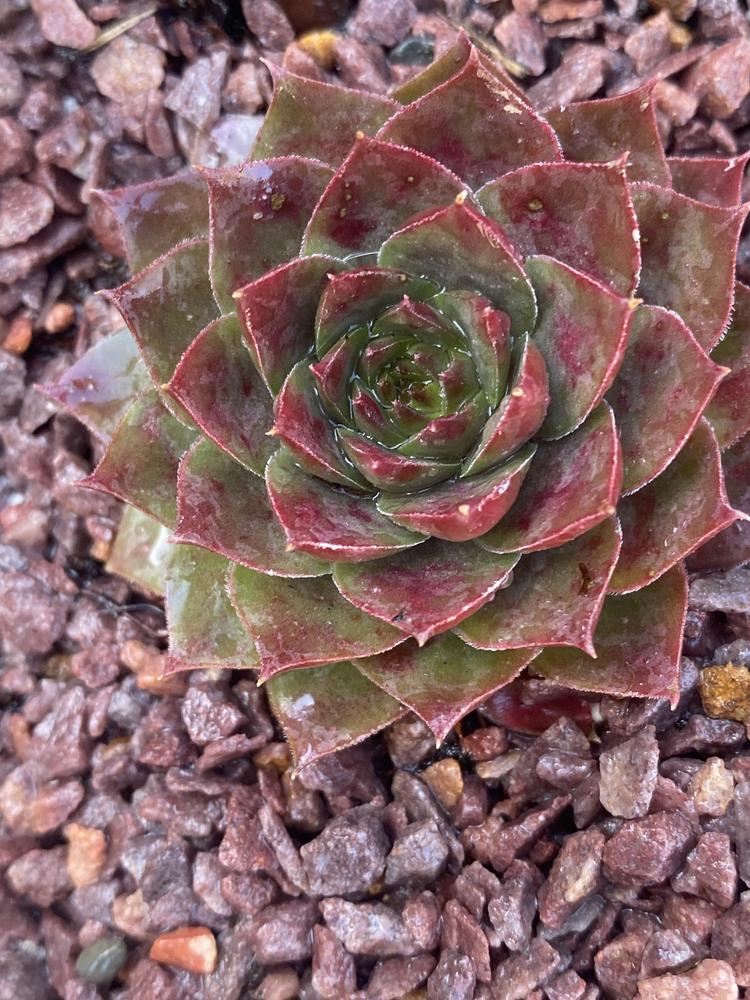 Photo of Hen and chicks (Sempervivum Colorockz® Ruby Lime) uploaded by ndmpkt13