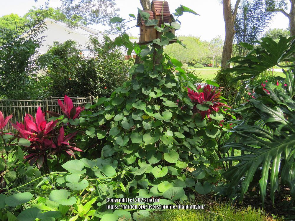 Photo of Hawaiian Bells (Stictocardia beraviensis) uploaded by plantladylin