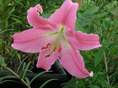 Photo of Lily (Lilium 'Best Friend') uploaded by scvirginia