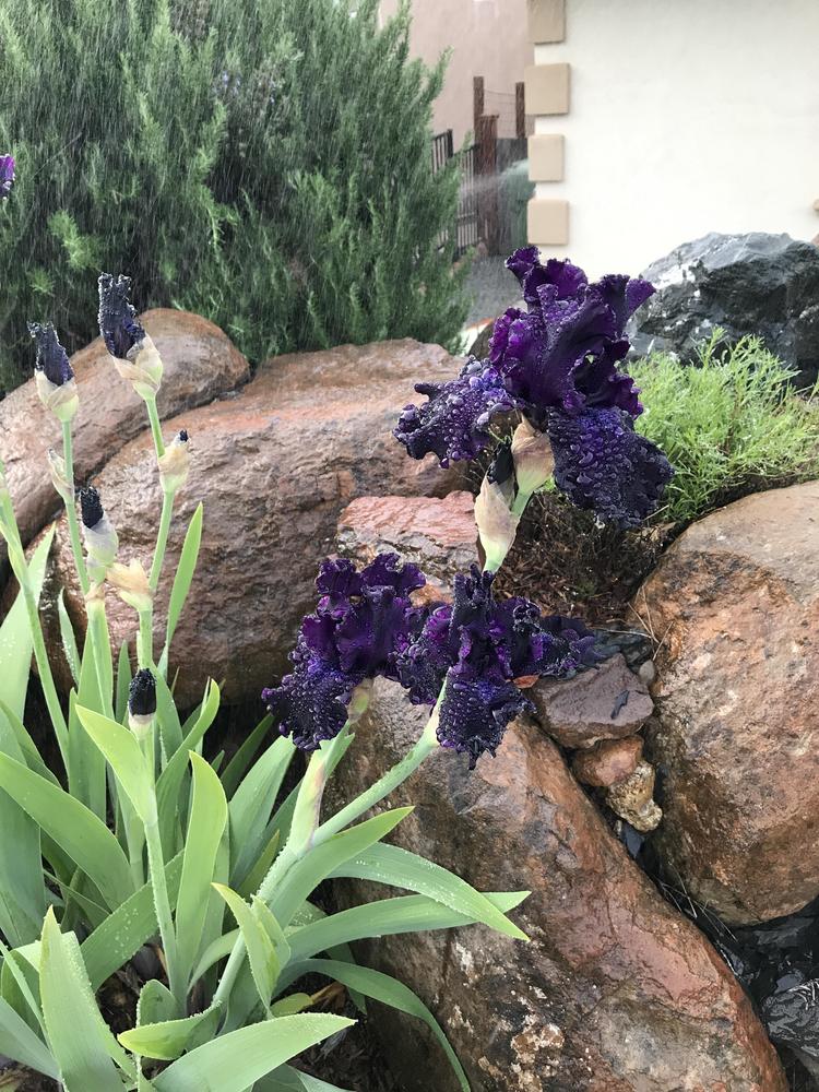 Photo of Tall Bearded Iris (Iris 'Dusky Challenger') uploaded by CA_Laurelei