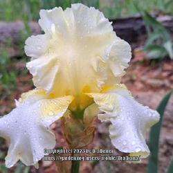 Location: Van Buren, MO
Date: 2023-05-04
First TB iris bloom for me this year.