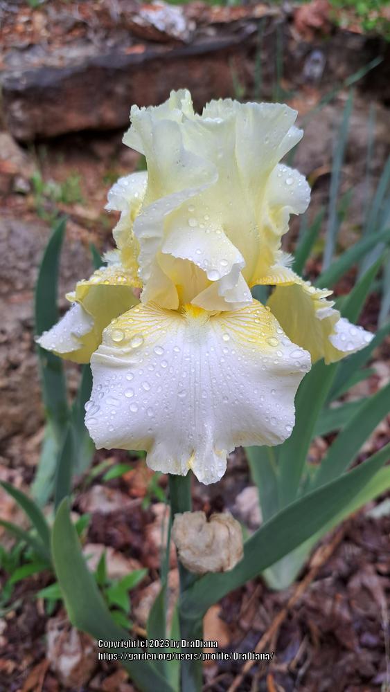 Photo of Tall Bearded Iris (Iris 'Summer Waltz') uploaded by DraDiana
