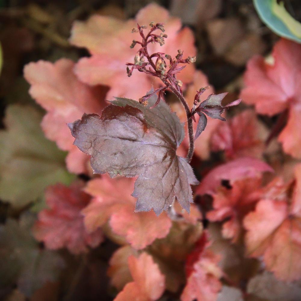 Photo of Coral Bells (Heuchera 'Fire Chief') uploaded by LoriMT