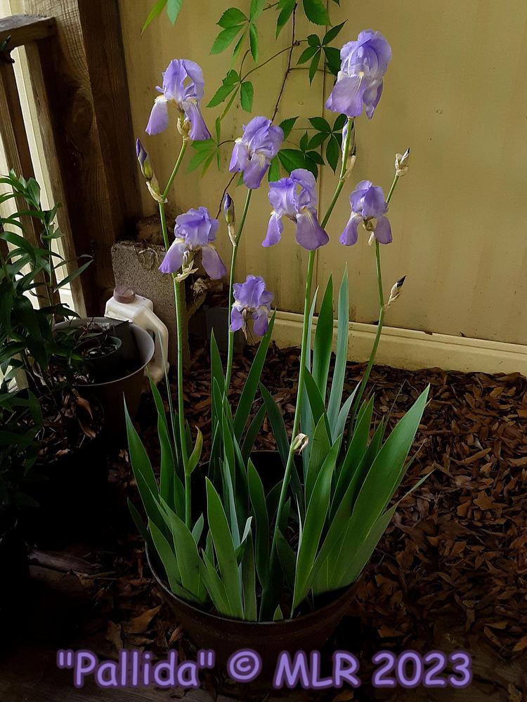 Photo of Species Iris (Iris pallida) uploaded by MLR11