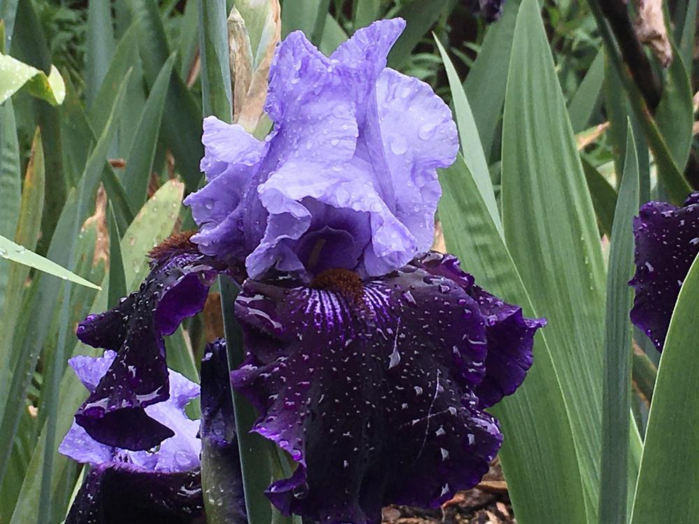 Photo of Tall Bearded Iris (Iris 'Dangerous Mood') uploaded by Neela