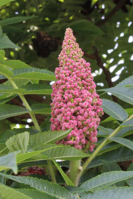 Photo of Staghorn Sumac (Rhus typhina) uploaded by RuuddeBlock