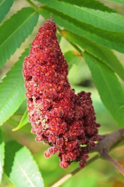 Photo of Staghorn Sumac (Rhus typhina) uploaded by RuuddeBlock