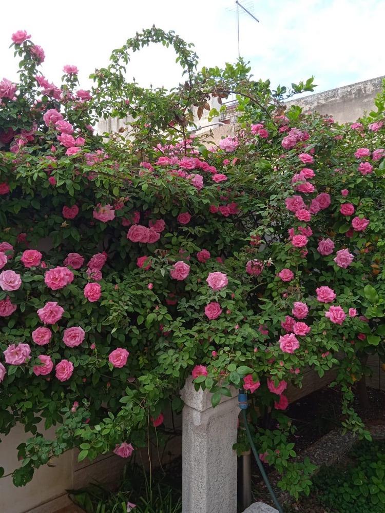 Photo of Rose (Rosa 'Zephirine Drouhin') uploaded by antmur25