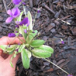 Location: Toronto, Ontario
Date: 2023-05-03
Manchurian Violet (Viola mandshurica 'Fuji Dawn').