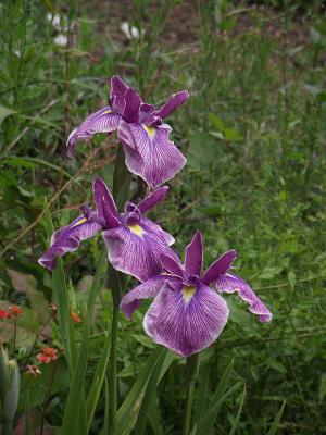 Photo of Japanese Iris (Iris ensata 'Jocasta') uploaded by robertduval14
