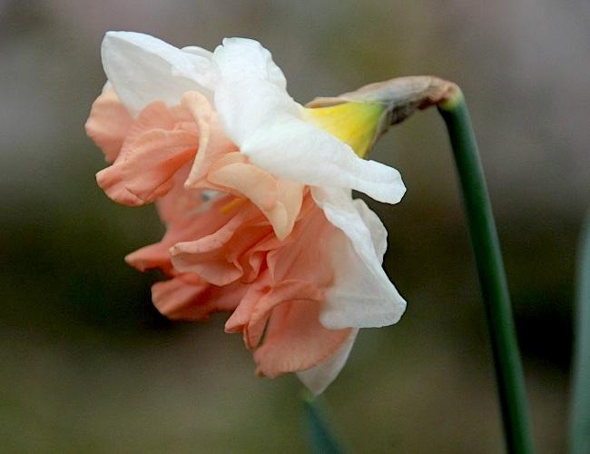 Photo of Split-Cupped Collar Daffodil (Narcissus 'Apricot Whirl') uploaded by scvirginia