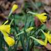 public domain photo of Asturian Daffodil, Van Tubergen clone, by 