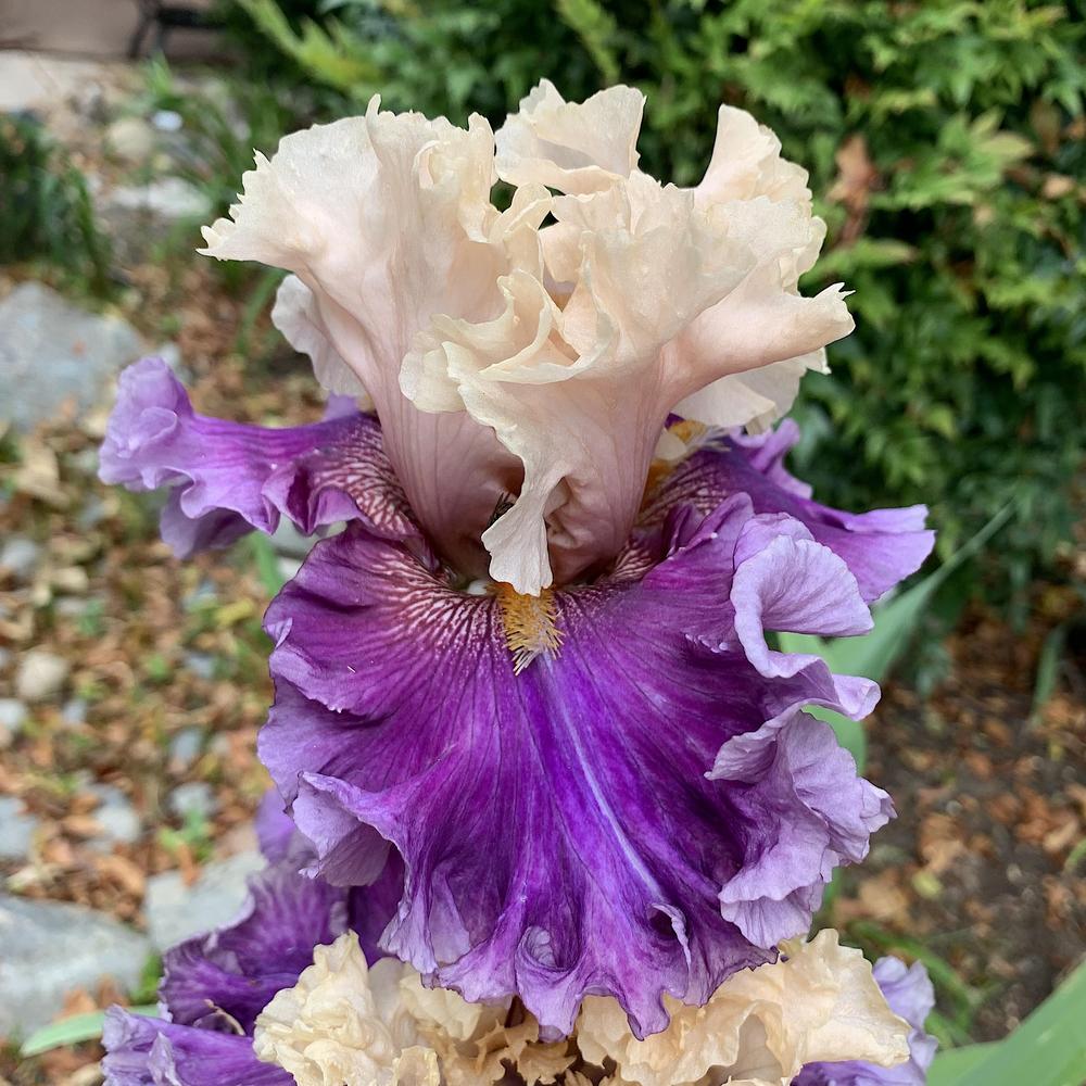 Photo of Tall Bearded Iris (Iris 'Roaring Twenties') uploaded by Betja