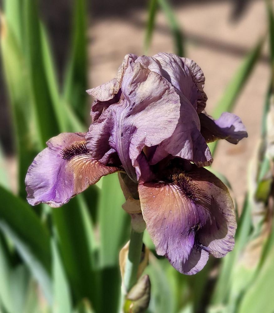 Photo of Border Bearded Iris (Iris 'Jungle Shadows') uploaded by Bitoftrouble