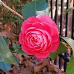 Location: Cary, North Carolina private garden
Date: 2023-02-18
My Camellia japonica Jacks 2023
