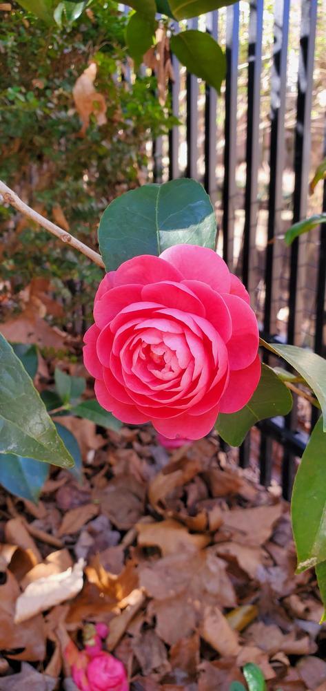 Photo of Common Camellia (Camellia japonica 'Jacks') uploaded by FurryRoseBear