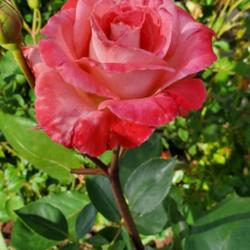 Location: Cary, North Carolina private garden
Date: 2023-05-01
My Brigadoon rose 2023