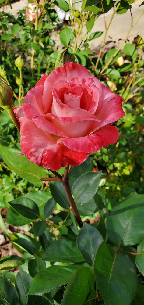 Photo of Rose (Rosa 'Brigadoon') uploaded by FurryRoseBear