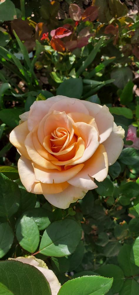 Photo of Rose (Rosa 'Marilyn Monroe') uploaded by FurryRoseBear