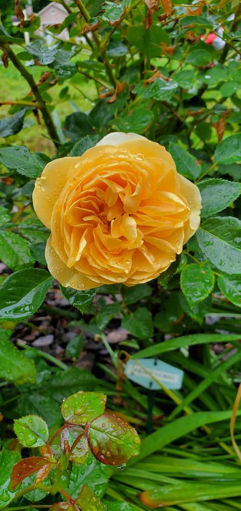 Photo of Rose (Rosa 'Graham Thomas') uploaded by FurryRoseBear