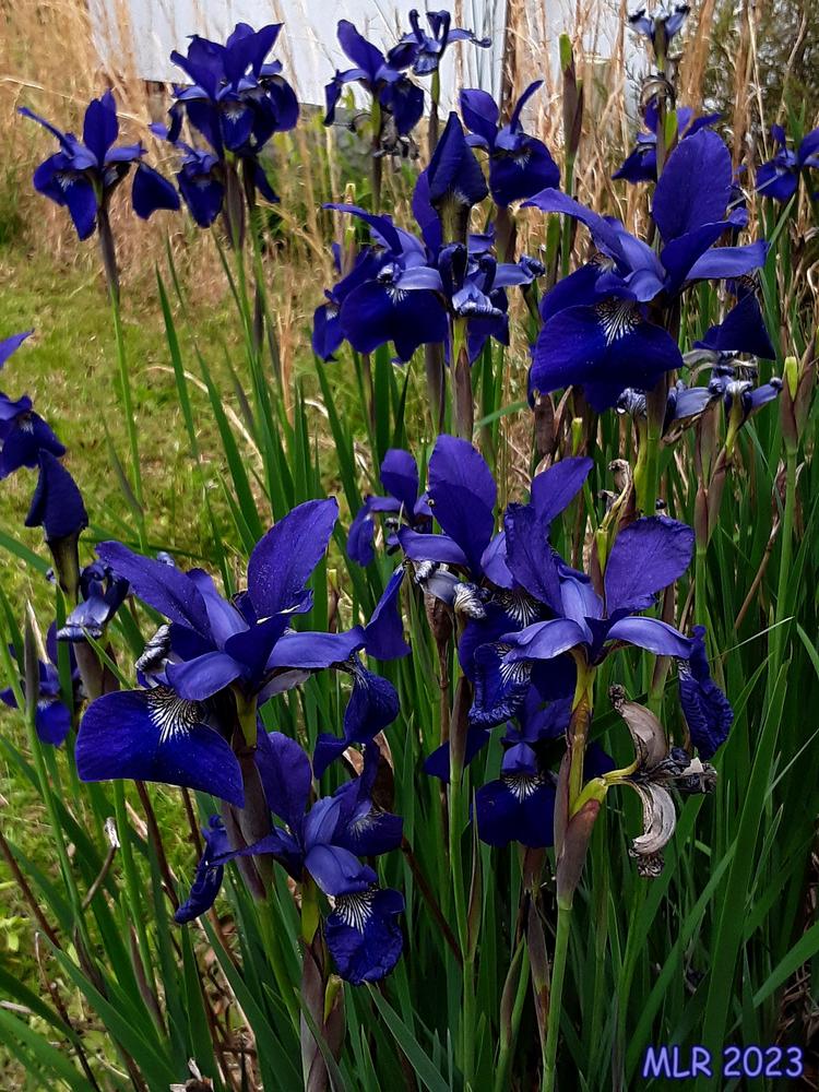 Photo of Siberian Iris (Iris 'Caesar's Brother') uploaded by MLR11