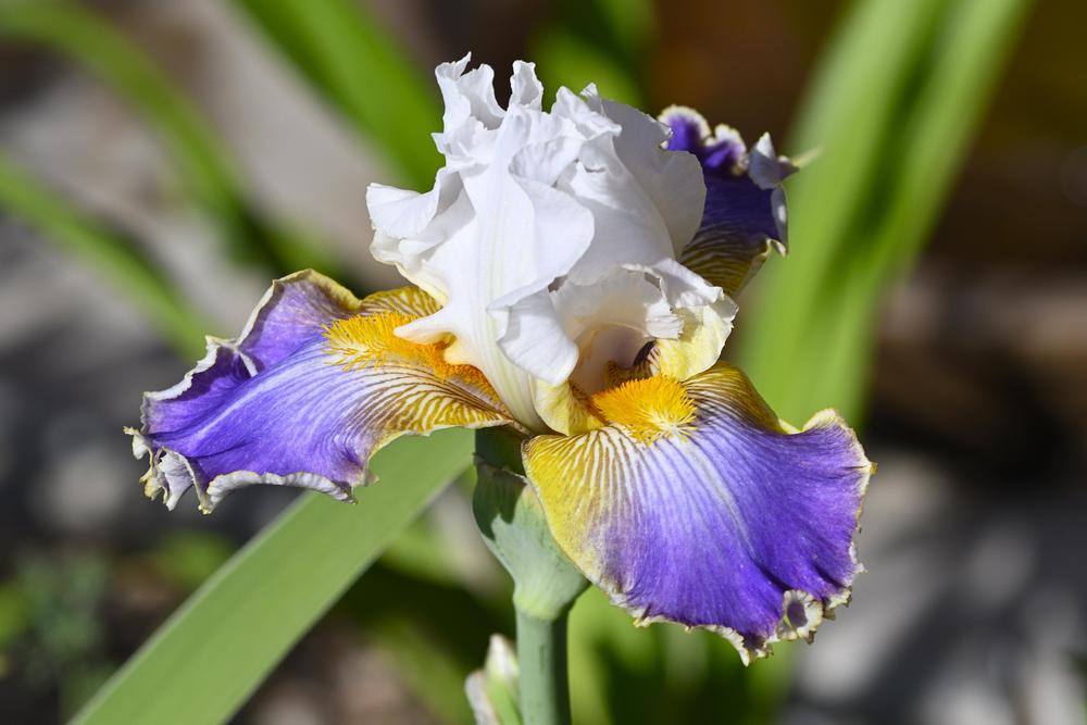 Photo of Tall Bearded Iris (Iris 'Wild Angel') uploaded by azcowgirl