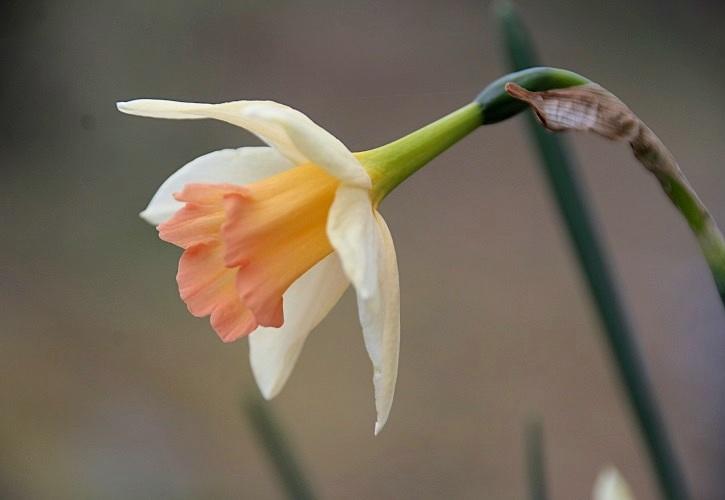 Photo of Jonquilla Narcissus (Narcissus 'Blushing Lady') uploaded by scvirginia