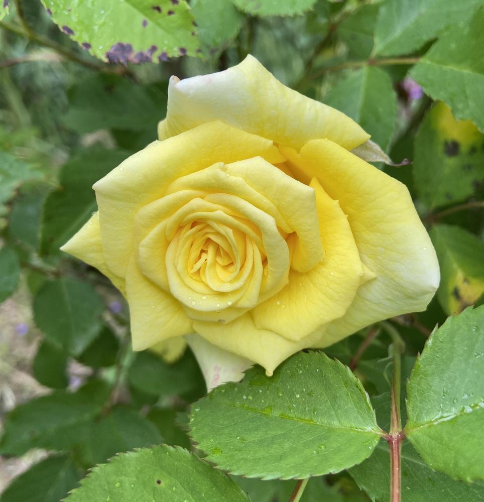 Photo of Rose (Rosa 'Golden Fairy Tale') uploaded by Calif_Sue