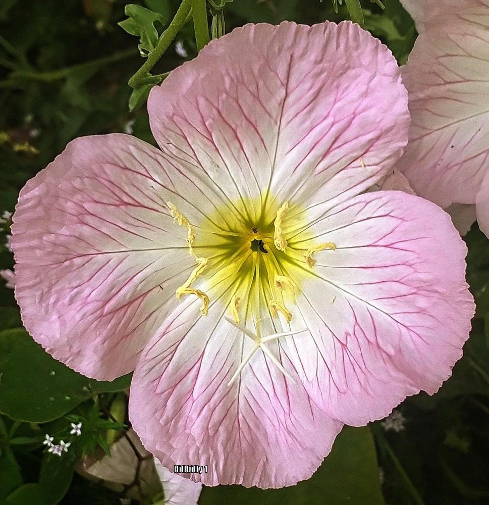 Photo of Pink Evening Primrose (Oenothera speciosa) uploaded by HoodLily